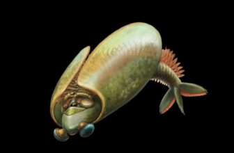 Historic Arthropod Was Formed Like a Taco and Swam Upside-Down